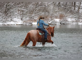 American Quarter Horse, Gelding, 9 years, 14,3 hh, Roan-Red