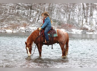 American Quarter Horse, Gelding, 9 years, 14,3 hh, Roan-Red