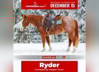 American Quarter Horse, Gelding, 9 years, 14,3 hh, Roan-Red