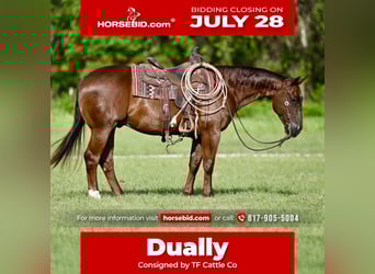 American Quarter Horse, Gelding, 9 years, 14,3 hh, Sorrel