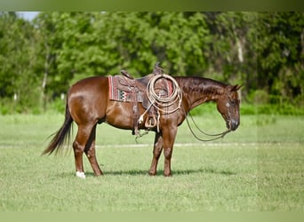 American Quarter Horse, Gelding, 9 years, 14,3 hh, Sorrel
