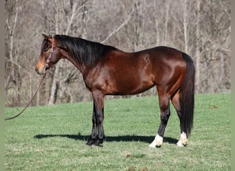 American Quarter Horse, Gelding, 9 years, 15.1 hh, Bay