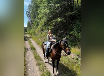 American Quarter Horse, Gelding, 9 years, 15.1 hh, Brown