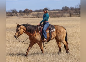 American Quarter Horse, Gelding, 9 years, 15.1 hh, Buckskin