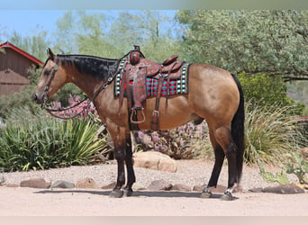 American Quarter Horse, Wallach, 9 Jahre, 15,1 hh, Buckskin