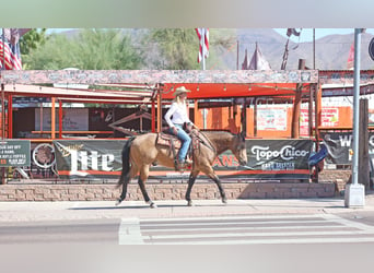 American Quarter Horse, Wallach, 9 Jahre, 15,1 hh, Buckskin