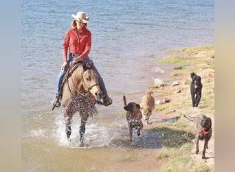 American Quarter Horse, Wallach, 9 Jahre, 15,1 hh, Buckskin