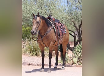 American Quarter Horse, Wallach, 9 Jahre, 15,1 hh, Buckskin