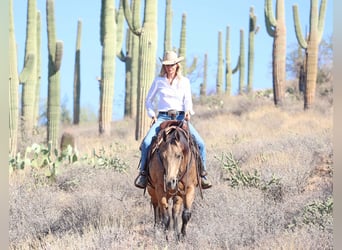 American Quarter Horse, Wallach, 9 Jahre, 15,1 hh, Buckskin