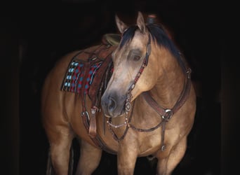 American Quarter Horse, Wallach, 9 Jahre, 15,1 hh, Buckskin