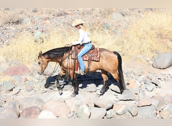 American Quarter Horse, Wallach, 9 Jahre, 15,1 hh, Buckskin