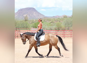 American Quarter Horse, Wallach, 9 Jahre, 15,1 hh, Buckskin