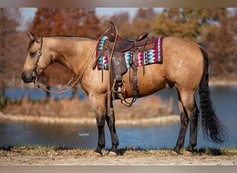 American Quarter Horse, Gelding, 9 years, 15.1 hh, Buckskin