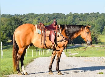 American Quarter Horse, Gelding, 9 years, 15,1 hh, Buckskin