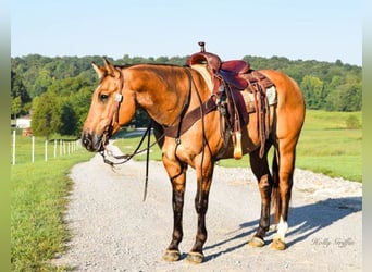 American Quarter Horse, Gelding, 9 years, 15,1 hh, Buckskin