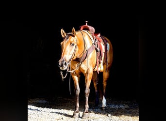 American Quarter Horse, Gelding, 9 years, 15,1 hh, Buckskin