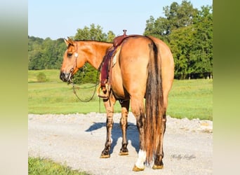 American Quarter Horse, Gelding, 9 years, 15.1 hh, Buckskin