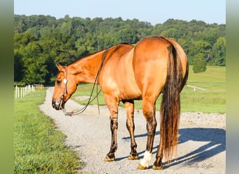 American Quarter Horse, Gelding, 9 years, 15.1 hh, Buckskin