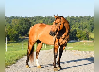 American Quarter Horse, Gelding, 9 years, 15.1 hh, Buckskin