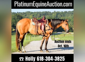 American Quarter Horse, Gelding, 9 years, 15.1 hh, Buckskin