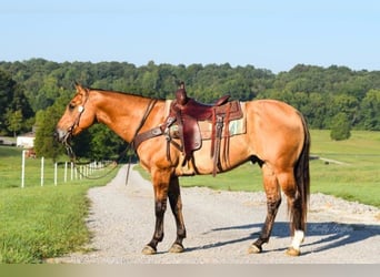 American Quarter Horse, Gelding, 9 years, 15.1 hh, Buckskin