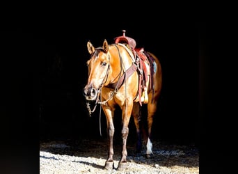 American Quarter Horse, Gelding, 9 years, 15.1 hh, Buckskin