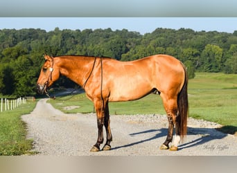 American Quarter Horse, Gelding, 9 years, 15.1 hh, Buckskin