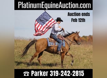 American Quarter Horse, Gelding, 9 years, 15.1 hh, Dun
