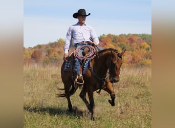 American Quarter Horse, Gelding, 9 years, 15.1 hh, Dun