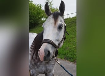 American Quarter Horse, Gelding, 9 years, 15.1 hh, Grey-Dapple