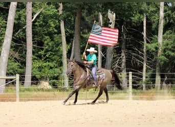 American Quarter Horse, Gelding, 9 years, 15.1 hh, Grullo