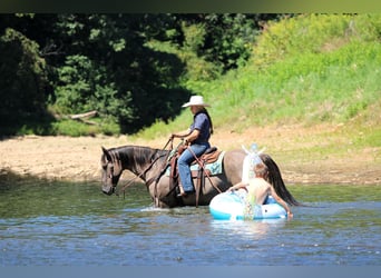 American Quarter Horse, Gelding, 9 years, 15.1 hh, Grullo