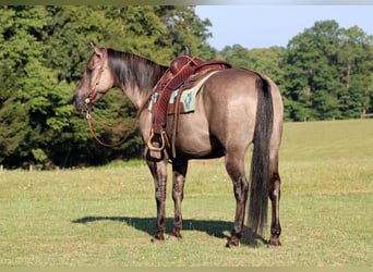 American Quarter Horse, Gelding, 9 years, 15.1 hh, Grullo