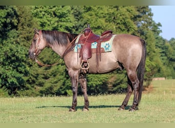 American Quarter Horse, Gelding, 9 years, 15.1 hh, Grullo