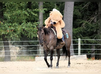 American Quarter Horse, Gelding, 9 years, 15.1 hh, Grullo