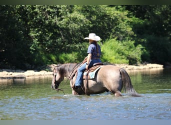 American Quarter Horse, Gelding, 9 years, 15.1 hh, Grullo
