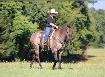 American Quarter Horse, Gelding, 9 years, 15.1 hh, Grullo