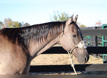 American Quarter Horse, Gelding, 9 years, 15.1 hh, Grullo