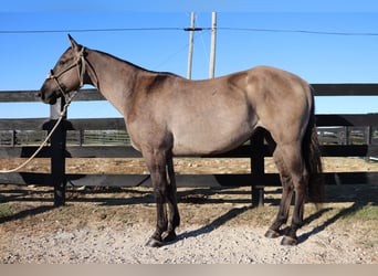 American Quarter Horse, Gelding, 9 years, 15.1 hh, Grullo