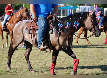 American Quarter Horse, Gelding, 9 years, 15.1 hh, Grullo