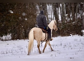 American Quarter Horse, Gelding, 9 years, 15.1 hh, Palomino