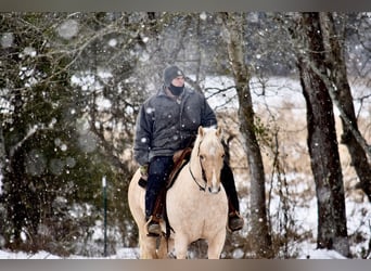 American Quarter Horse, Gelding, 9 years, 15.1 hh, Palomino