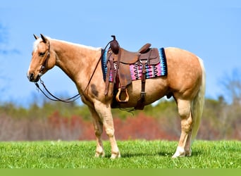 American Quarter Horse, Gelding, 9 years, 15.1 hh, Palomino