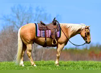 American Quarter Horse, Gelding, 9 years, 15.1 hh, Palomino