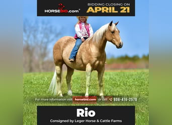 American Quarter Horse, Gelding, 9 years, 15.1 hh, Palomino