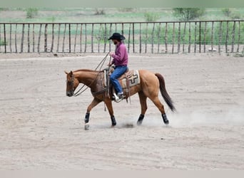 American Quarter Horse, Gelding, 9 years, 15.1 hh, Red Dun