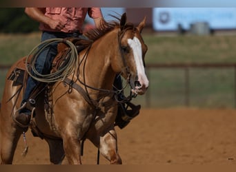 American Quarter Horse, Wallach, 9 Jahre, 15,1 hh, Red Dun