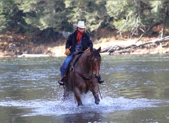 American Quarter Horse, Gelding, 9 years, 15.1 hh, Roan-Bay