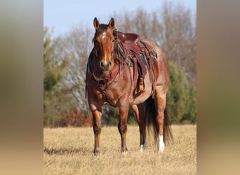 American Quarter Horse, Gelding, 9 years, 15.1 hh, Roan-Bay