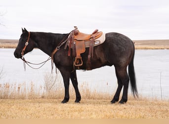 American Quarter Horse, Gelding, 9 years, 15.1 hh, Roan-Blue